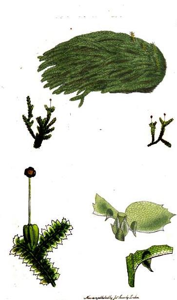 Drawing of the liverwort Jungermannia hutchinsiæ discovered at Glengarriff by Ellen Hutchins (Smith, J. E. 1813. English Botany; or, Coloured Figures of British Plants. Vol. XXXV. Figures by James Sowerby. R. Taylor, London)