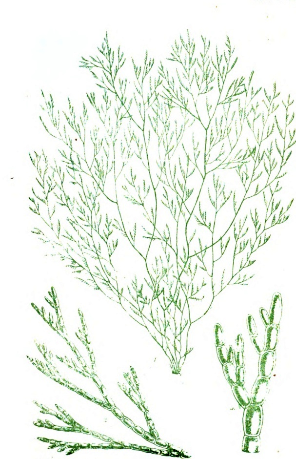Drawing of the seaweed Cladophora hutchinsiae collected by Ellen Hutchins (c. 1808) from the Bantry area (Harvey, W.H. 1846–51. Phycologia Britannica: or A History of British Sea–Weeds. Vol. IV. Reeve and Benham, London)